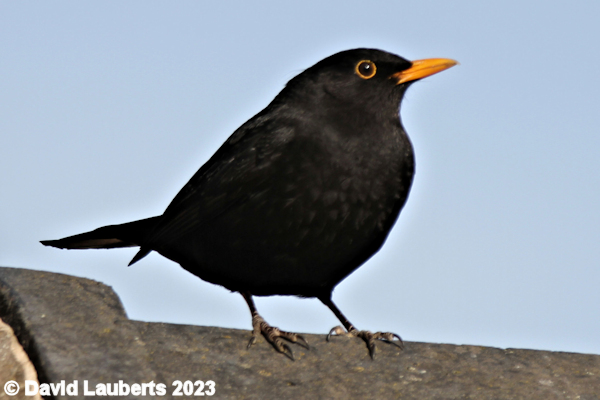 Blackbird Mr Blackbird April 2020