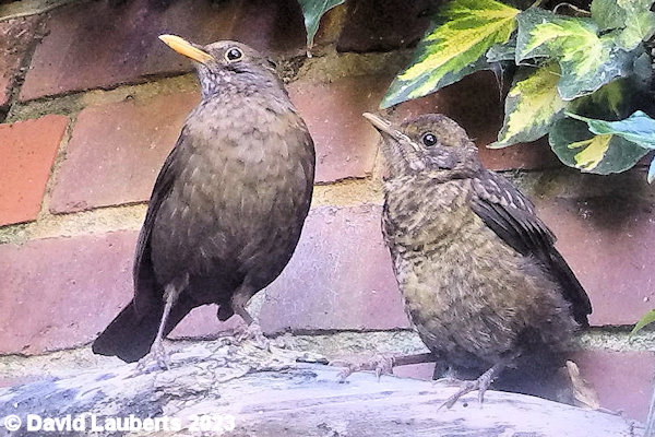 Blackbird Betty and Bo Blackird 19th July 2016