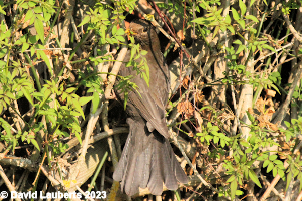 Blackbird Betty's camouflage 13th May 2023