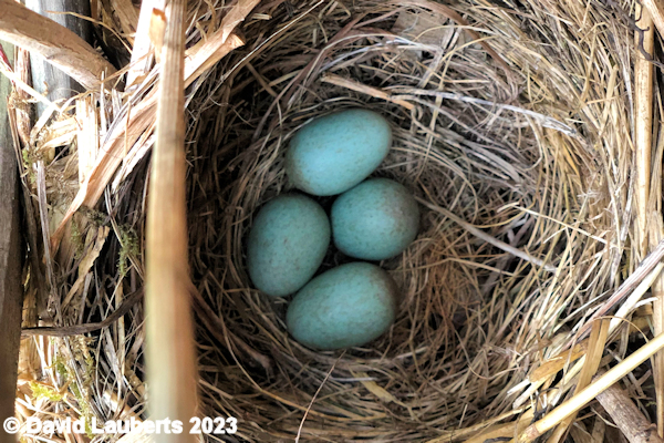 Blackbird Abandoned blackbird nest 14th May 2020