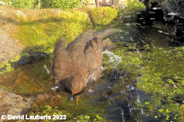 Blackbird Betty bathing 22nd March 2018