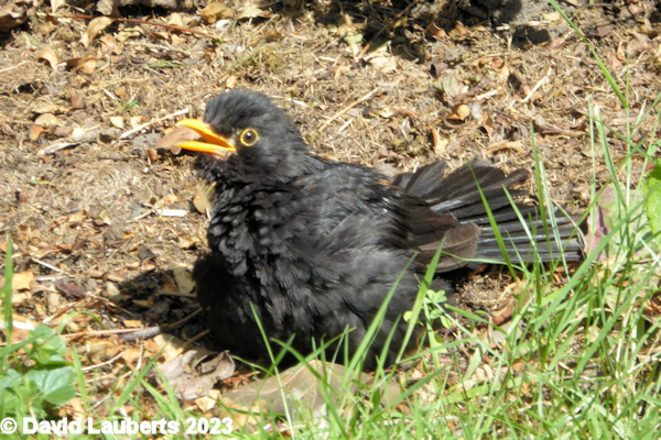 Blackbird Getting a tan 18th July 2019