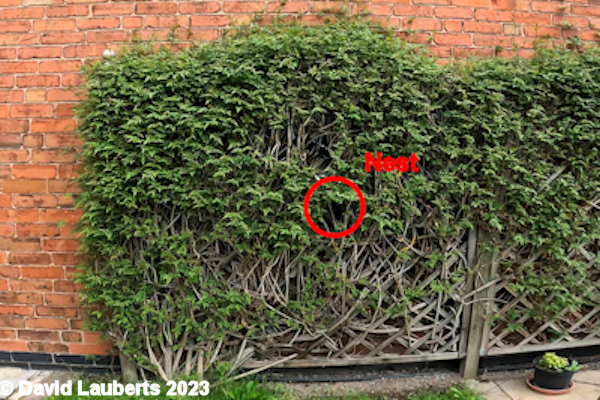 Blackbird Blackbird nest in Jasmine Trellis May 2023