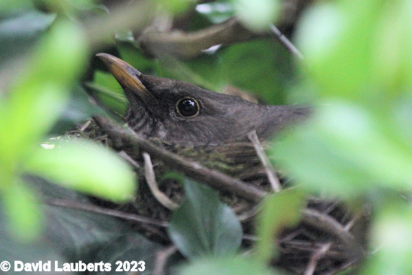 Blackbird Betty peeping out 12th April 2022