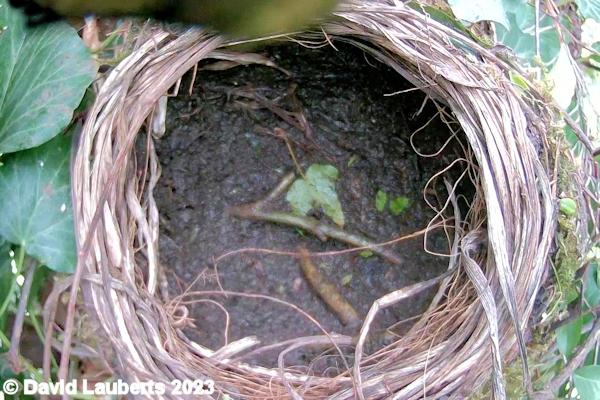 Blackbird Blackbird nest mud lined 5th April 2022
