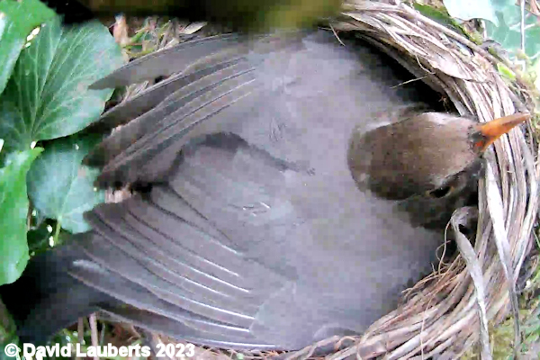 Blackbird Betty shaping her nest 5th April 2022