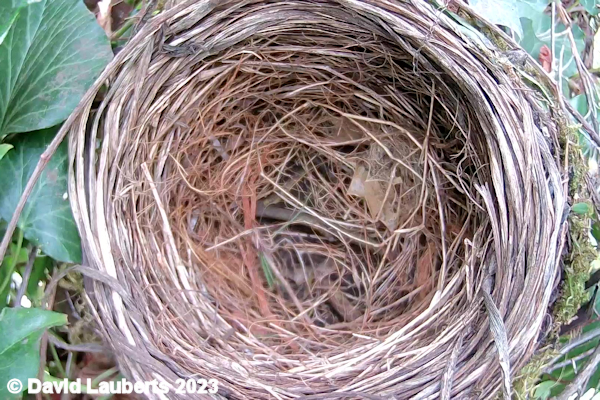 Blackbird Nest ready for eggs 6th April 2022