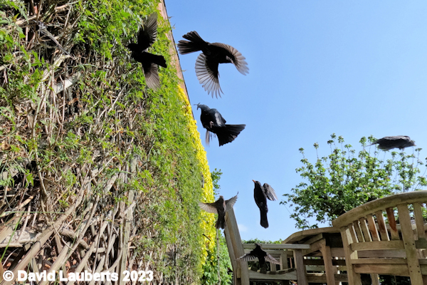 Blackbird In and out the nest May 2023