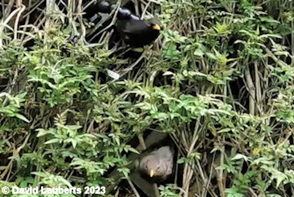 Blackbird In and out the nest May 2023