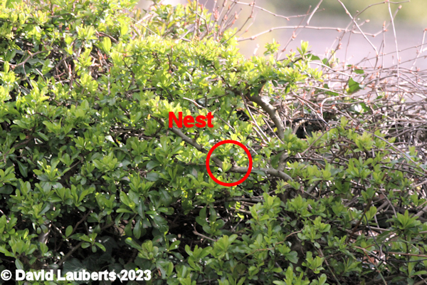 Blackbird Blackbird nest on wall 9th April 2022