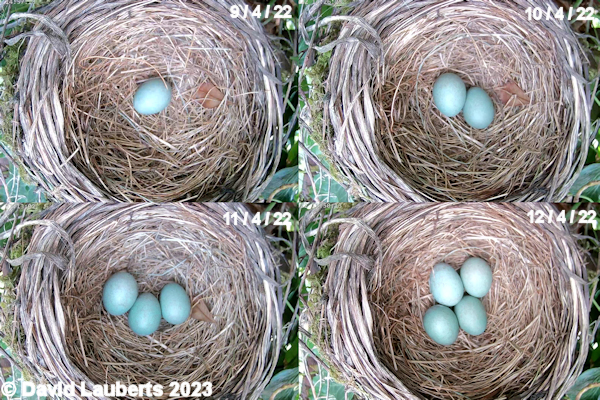 Blackbird Blackbird eggs April 2022