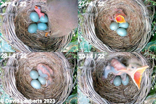 Blackbird Blackbird chick April 2022