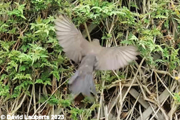 Blackbird Betty flies in 12th May 2023