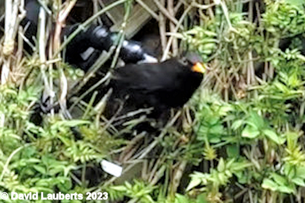 Blackbird Mr Blackbird exits 12th May 2023