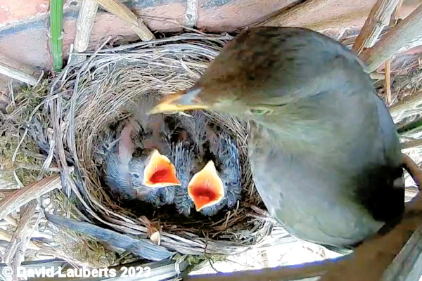 Blackbird Feeding the horde 17th May 2023