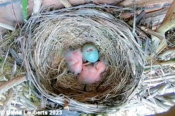Blackbird Chicks and egg 10th May 2023