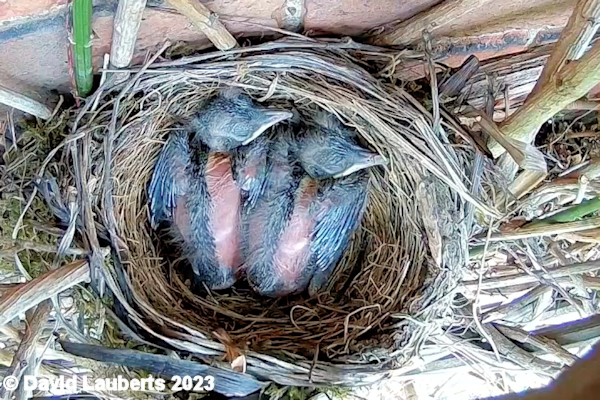 Blackbird Blackbird Chicks 16th May 2023