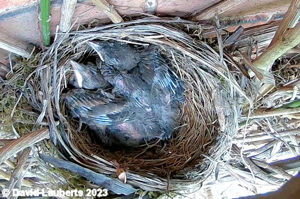 Blackbird Blackbird Chicks 18th May 2023