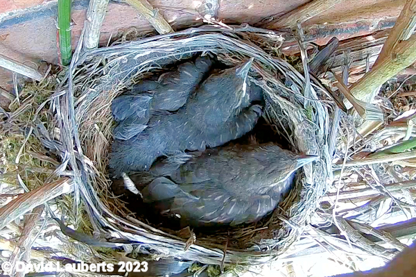Blackbird Blackbird Chicks 21st May 2023