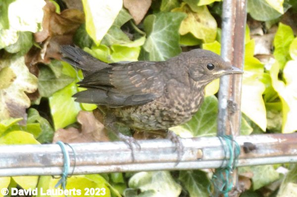 Blackbird Bo Blackbird 26th May 2023