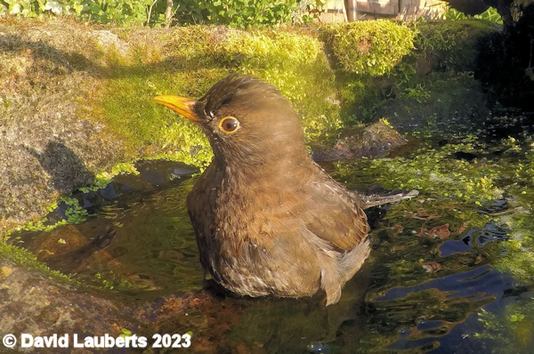 Blackbird Evil Eye 19th July 2016