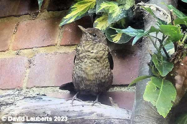 Blackbird Where's mum? 19th July 2016