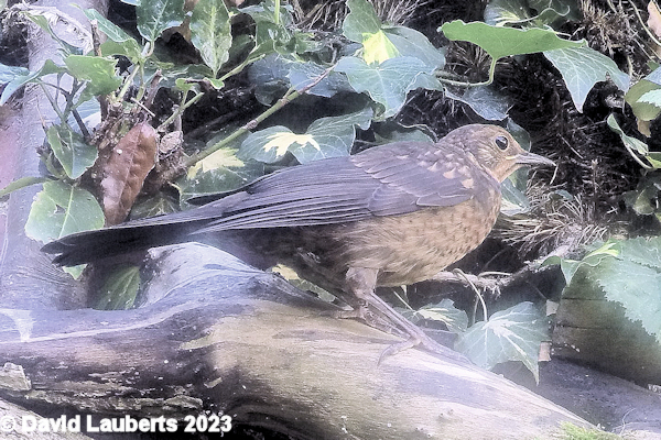 Blackbird Almost grown up 19th July 2016