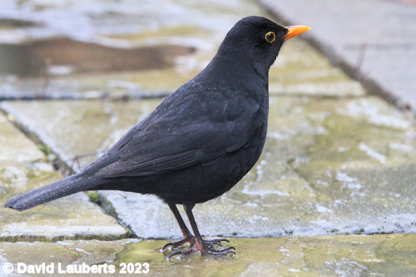 Blackbird Looking about 31st January 2016