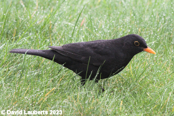 Blackbird It's here somewhere 31st January 2016