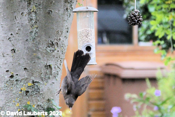 Blackbird I like diving 1st July 2021