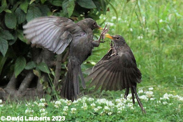 Blackbird Ariel Combat 22nd March 2018