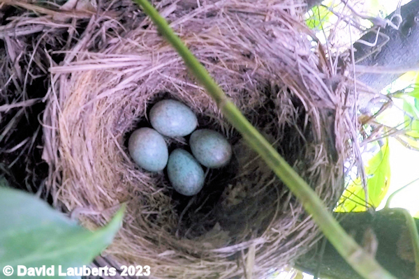 Blackbird Abandoned nest 27th April 2016
