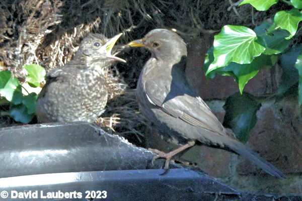 Blackbird Feeding time 1st June 2020