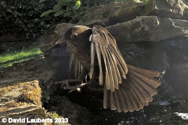 Blackbird Coming in to land  7th May 2020