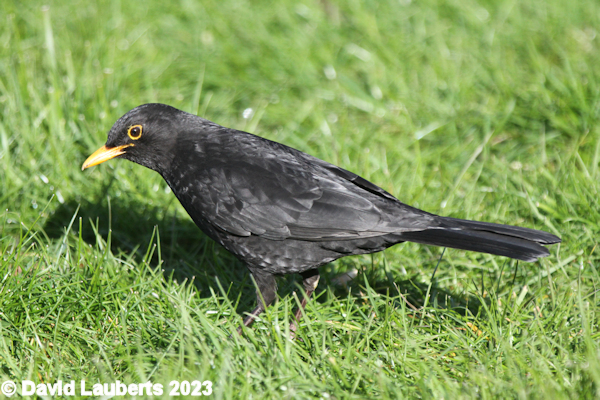 Blackbird Watching the worm 10th April 2022