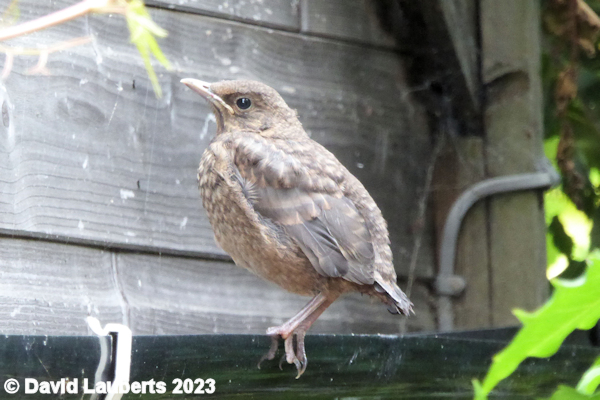 Blackbird Looking lonely 18th July 2019