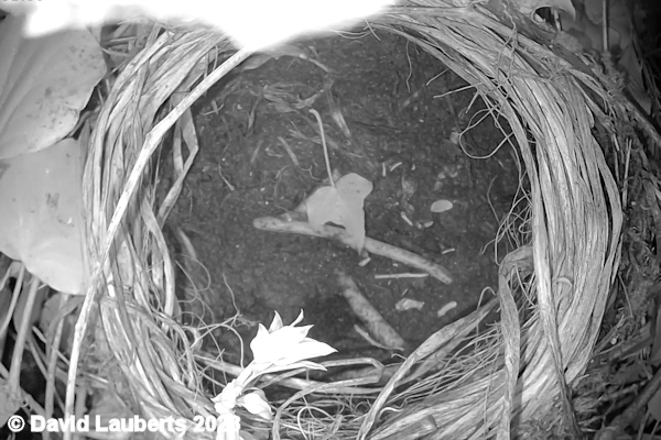 Blackbird Nest at night 4th April 2022