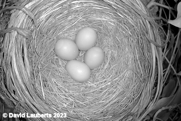 Blackbird Blackbird eggs at night 12th April 2022