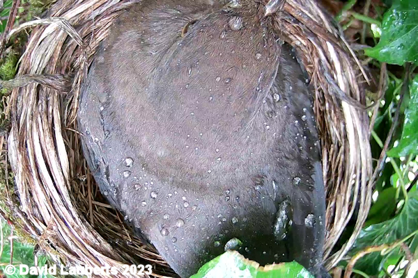 Blackbird Wet Betty on nest 13th April 2022