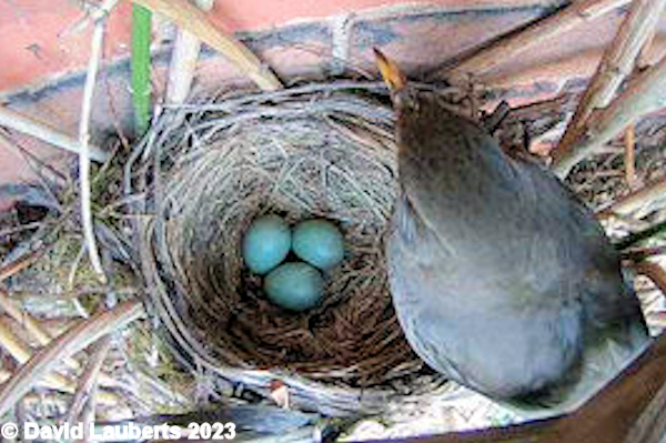 Blackbird Betty inspecting the eggs 6th May 2023