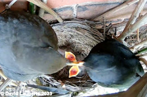 Blackbird Crossed beaks 13th May 2023