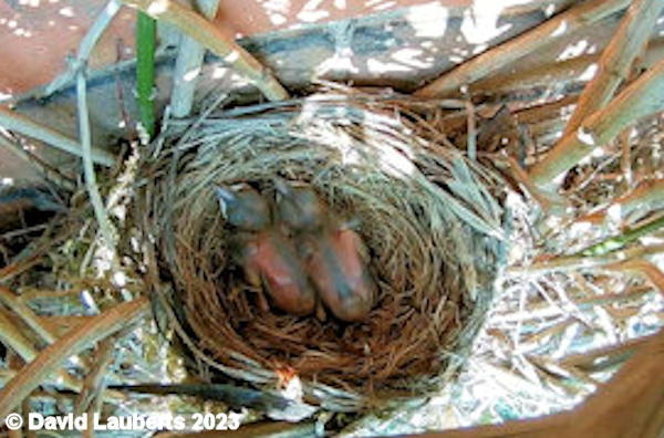 Blackbird Back feathers starting 13th May 2023