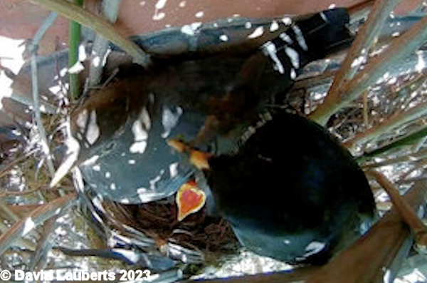 Blackbird Look I'm under here 13th May 2023