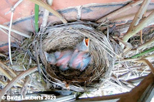 Blackbird I'm a bit thirsty 14th May 2023