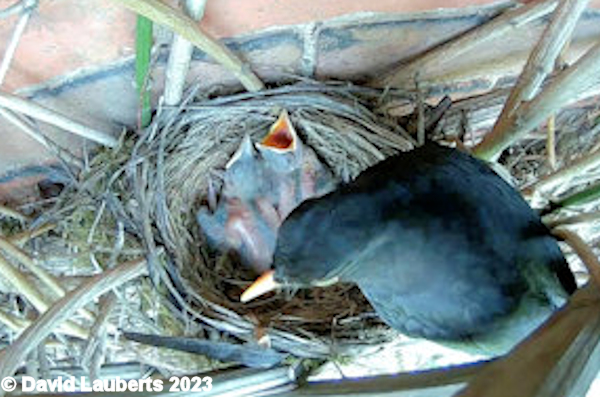 Blackbird Dad checking in 14th May 2023