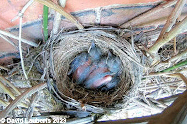 Blackbird Growing wings 15th May 2023