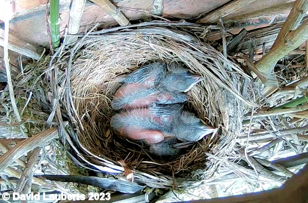 Blackbird Growing wings more 15th May