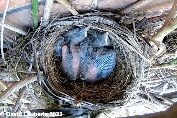 Blackbird Wing pin feathers 16th May 2023