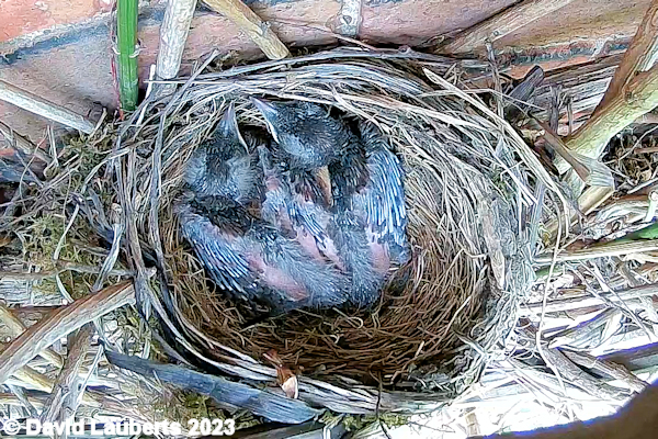 Blackbird Almost proper birds now 17th May 2023