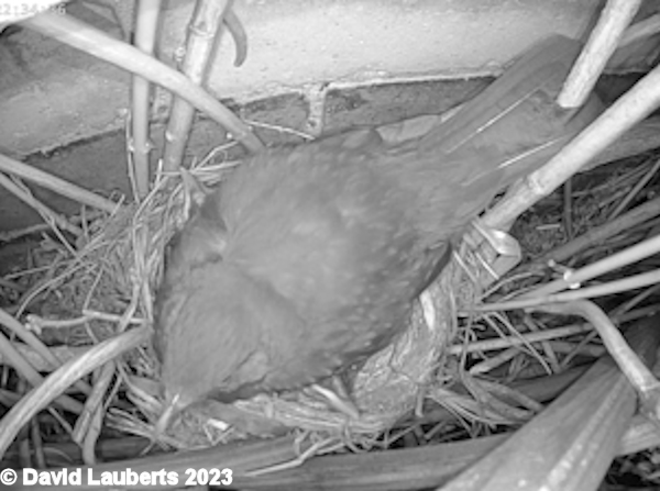 Blackbird Peeking out at the night 18th May 2023